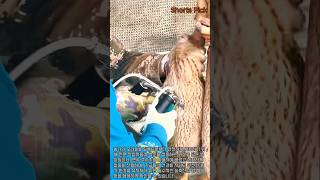 농장을 지켜라! 전염병을 막기 위한 농부들의 숨 막히는 백신 작전 #worker #process #farm #duck #vaccination
