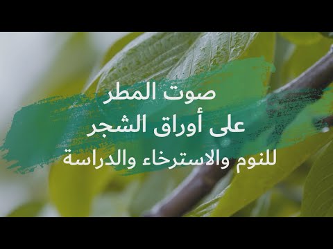 صوت المطر على أوراق الشجر صوت هطول المطر وزقزقة العصافير للنوم والاسترخاء والدراسة 