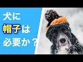 犬に帽子等の被り物は必要なのか？