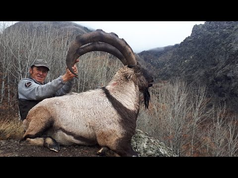 Video: Hutan liar Tajikistan