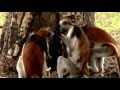 Animals Like Us : Animal Medicine - Wildlife Documentary