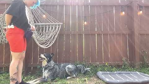 Samantha McBride - Lesson 6 - Exercise 6.2 - Evaluate Stimulus Control - “Down”