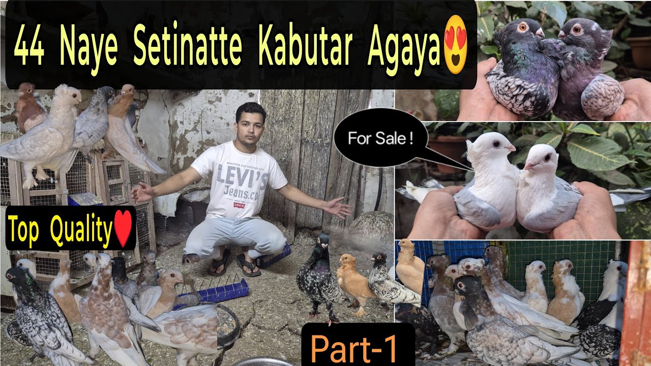 Top Quality 44 New Satinatte Pigeons 😍 Part-1 || 💫🕊