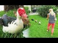 OUR NEW PET DUCKS! (Rescued) - Super Cooper Sunday #155