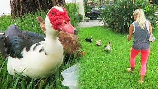 OUR NEW PET DUCKS! (Rescued) - Super Cooper Sunday #155