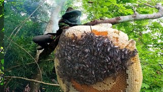 A Day Catching Bees in the Forest – Not as Easy as It Looks! #survivalskills #bushcraft #bee