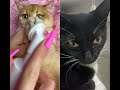 Cat spa. #cat #cats #catvideos #catshorts #catlife #catvideo #catmemes