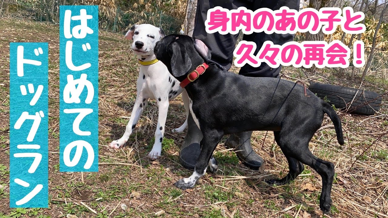 ドッグランデビュー ダルメシアンの子犬が初めてドッグランへ ドッグランで親戚のわんちゃんにも再会しました ダルメシアン 子犬 ワイマラナーと ダルメシアンのミックス Youtube