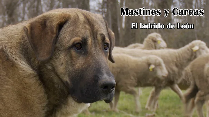 CH13 | Documentales | Mastines y Careas, el ladrid...