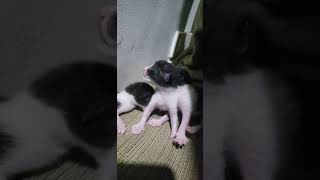 cute  kitten 😸 😸 😸 ❤ ♥ ❤ by marzkhia 47 views 1 year ago 1 minute, 37 seconds