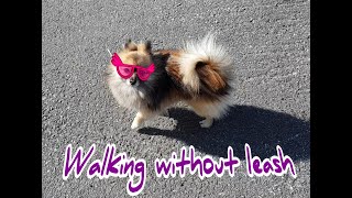 Walking with my kleinspitz, no leash