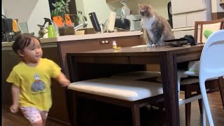 運動会で走る娘の特訓をする猫　ノルウェージャンフォレストキャット　A cat that runs my daughter for many laps