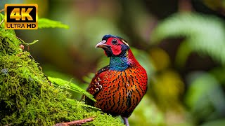 The Most Beautiful Birds in the World - Birds of Rainforest - Tranquility Film 4K UHD