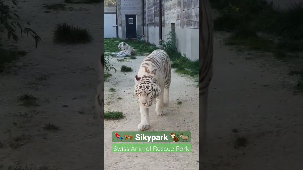 Sikypark 🦁🐒🦜 Swiss Animal Rescue Park 