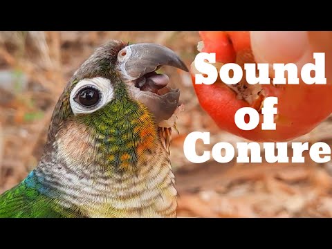 sound of conure – green cheek conure parrot bird singing in the forest.