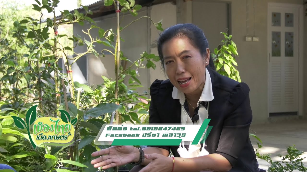 EP17. ปลูกอโวคาโด พืชทางเลือกใหม่