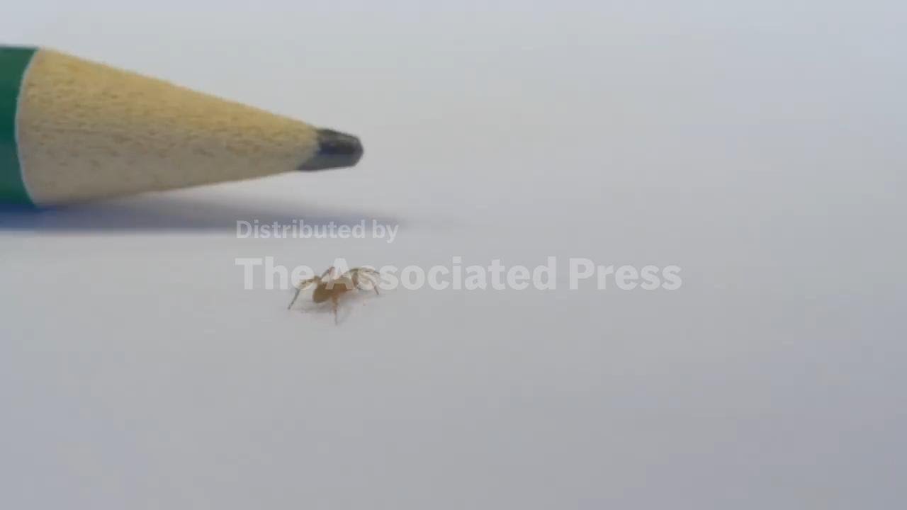 Exclusive: new species of spider captured on video for the first