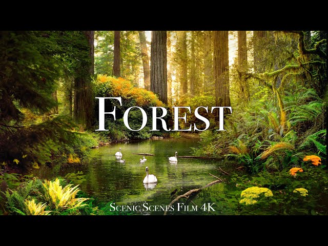 Forest In 4K - The Healing Power Of Nature Sounds | Forest Sounds | Scenic Relaxation Film class=
