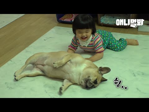 강아지가 보호자를 진짜 가족이라 생각하면 이런 일도 생긴대요ㅣThe <strong>Reason</strong> Why Bulldog Cookie Cries Along With The <strong>Baby</strong>