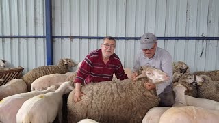 Koca Pelvani İki̇ Ki̇şi̇ Zor Geti̇rdi̇