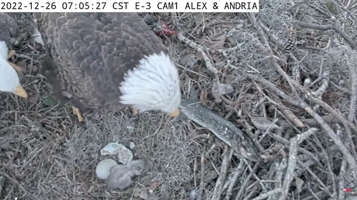 KNF - E-3 Nest Cam - Andria & Alex - Hatch No. 1 -...