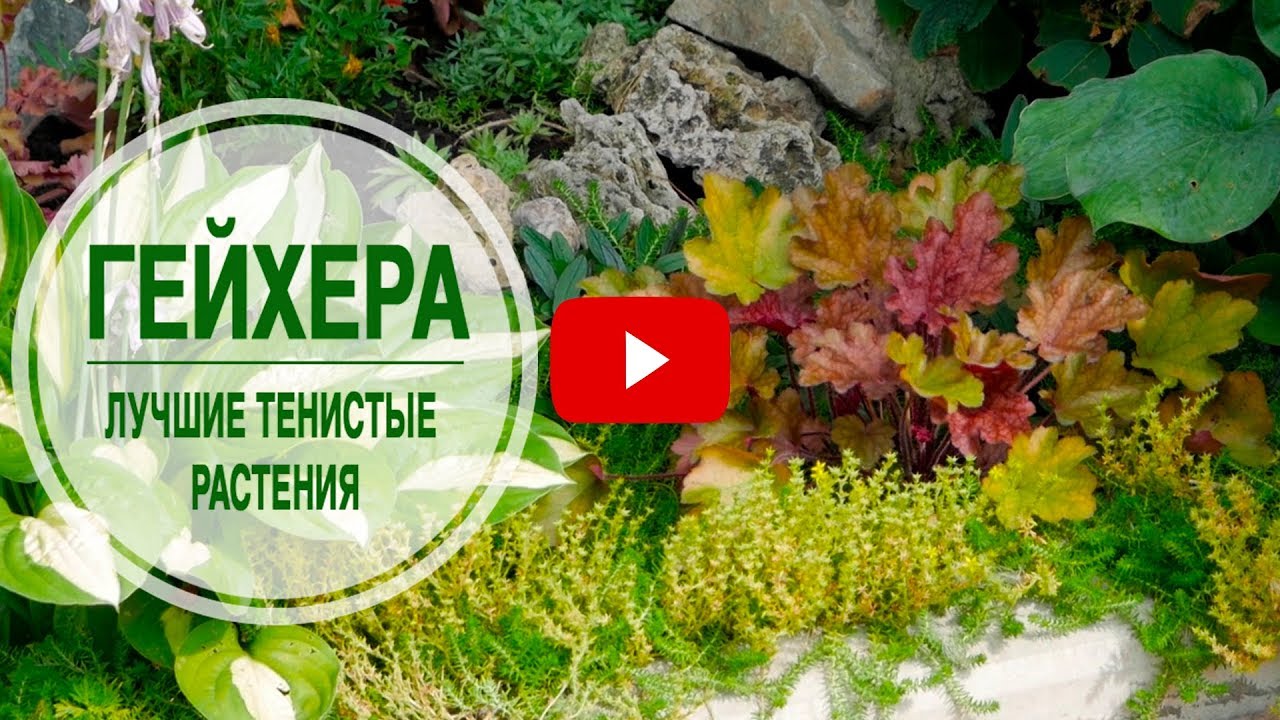 Лучшие теневые растения 🌺 ГЕЙХЕРЫ 🌺 Особенности выращивания