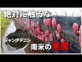 【ゆっくり解説】絶対に触ってはいけないジャンボタニシと卵
