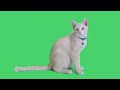 Cat Greenscreen 4k Tabby Kitten Sitting And Looking Around On Chroma Key Background Green Screen 