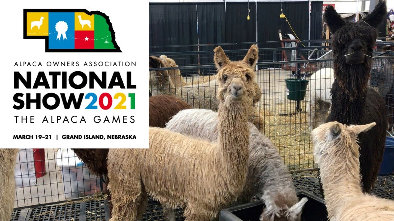 Visiting the National Alpaca Show YouTube