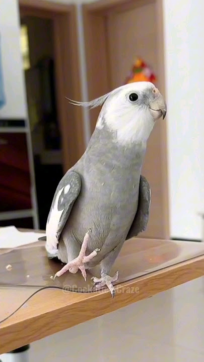 Skyler's Operatic Ovation: Adorable Cockatiel's Cute Opera Singing Skills | #cockatielscraze