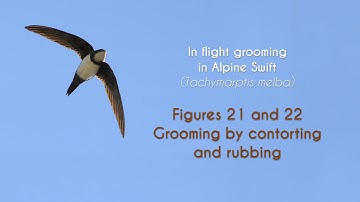 COMMON SWIFT - In flight grooming - FIGURES 21-22  : Alpine Swift Grooming by contorting and rubbing