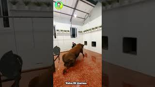 They Used Oil To Move The Huge Bull Without Hurting It