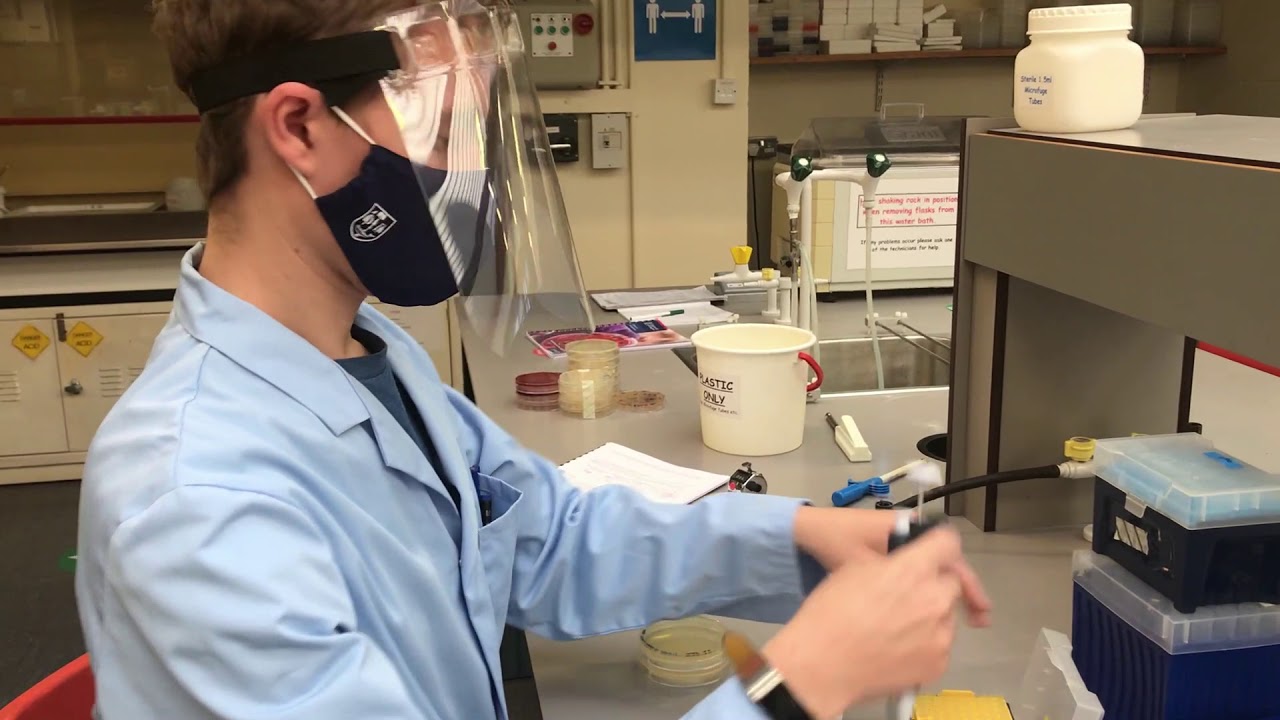 Level 2 Microbiology & Immunology | Isolation and Characterisation of Staphylococcus spp. (Part 3)