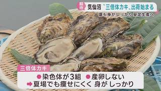 身が痩せにくい3倍カキの出荷が始まる 安定生産に期待 宮城・気仙沼市