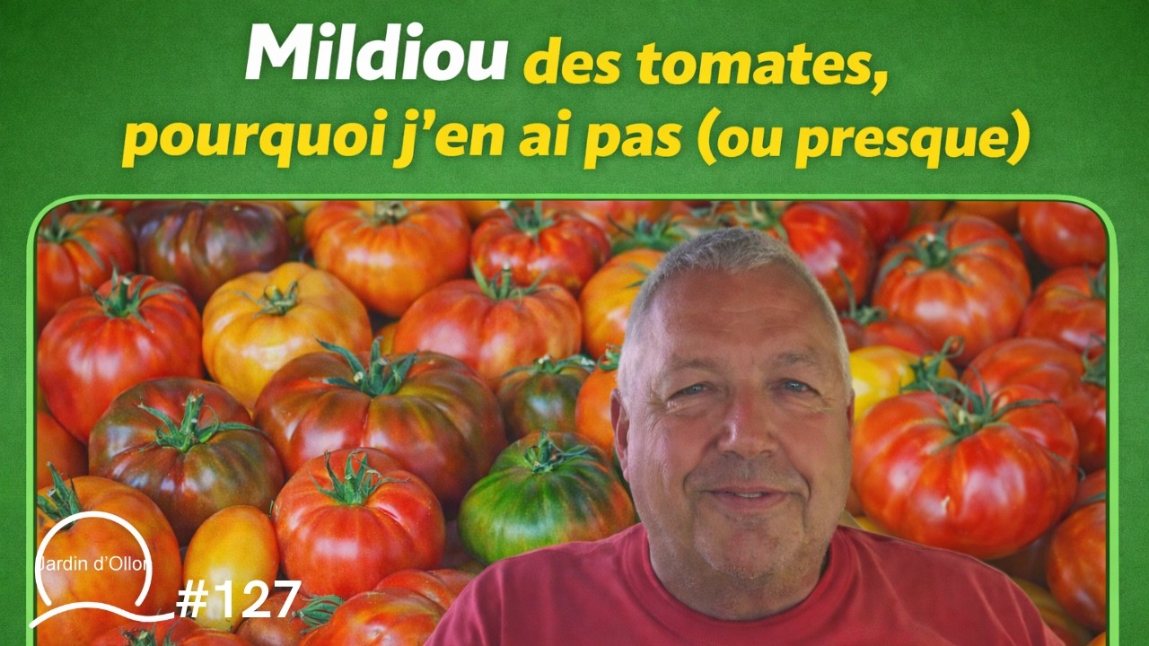 #127-Mildiou des tomates, pourquoi j'en ai pas (ou presque)