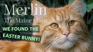 Merlin the Maine Coon - WE FOUND THE EASTER BUNNY! by Merlin the Maine Coon 741 views 4 years ago 2 minutes, 29 seconds