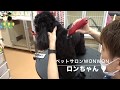ロンちゃん（アメリカンコッカー）のカットの様子♪【大阪 旭区 トリミング シャンプー サロン ペット 犬 送迎】