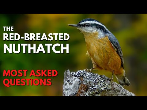 Video: Adakah nuthatches menggunakan sangkar burung?