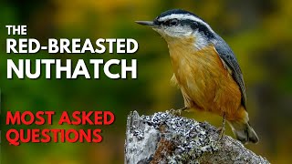 The Red-breasted Nuthatch | Most Asked Questions