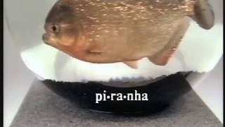No Piranha Days at Hoehn Honda - 1995