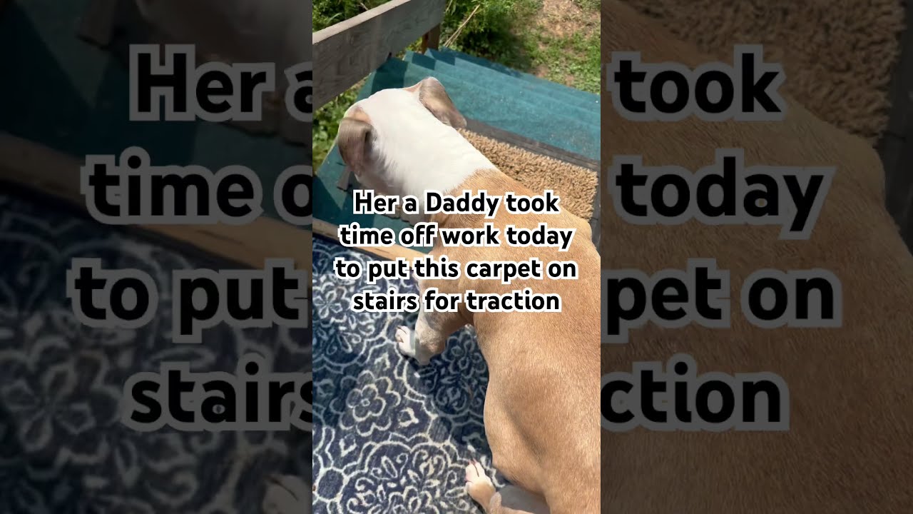 We Love Our Kids Dog Dogs Dogshorts Doglife Dogparents Dogday Dogdad Petlover Seniordog