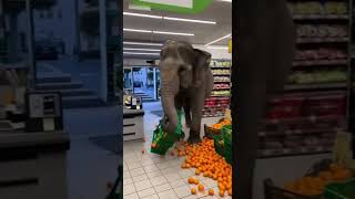 Elephant Inside A Busy Grocery Store Stealing A Crate Of Oranges From A Display.