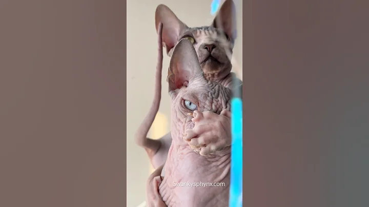 Watch the video about Silly boys 😄#sphynx #cat #sphynxbreeder #kitten #playful #pets #bambino