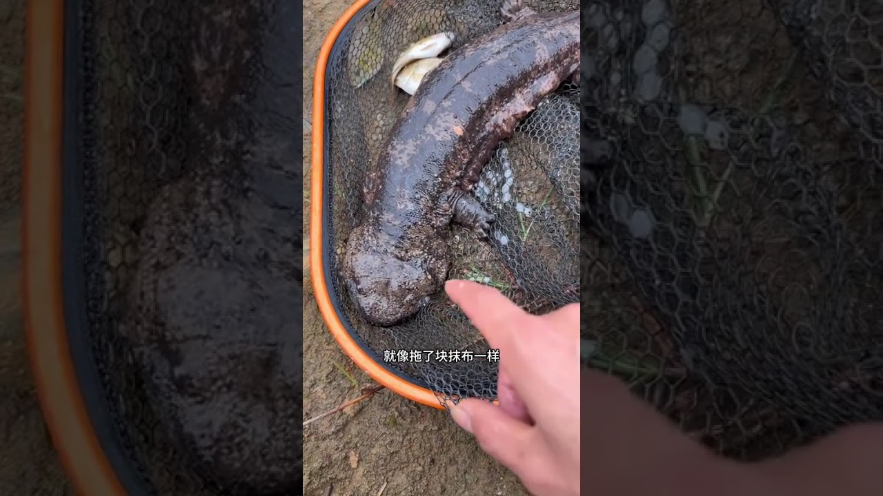 第一次遇到这种情况，钓鱼也是有手就行