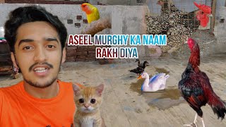 Aseel Murghy ka name rakh diya || aseel murga || SA Life