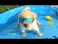 Funny Dogs Love Swimming - Puppy Videos 2020