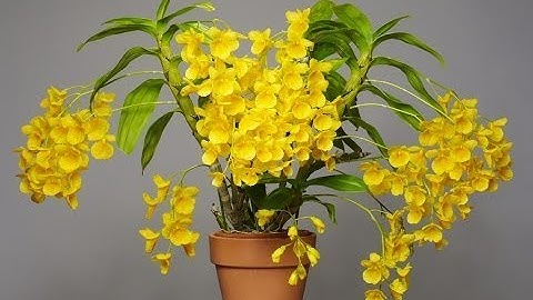 5 Loài Lan Rừng Thường Nở Hoa Vào Dịp Tết Bạn Nên Biết