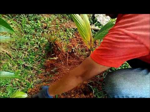 cara menanam kelapa pandan - YouTube