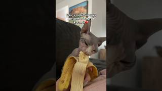 Things that my new kitten does that reminds me of Roswell  #shorts #sphynx #hairlesscat #kitten