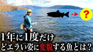 変われるのは選ばれし強い魚のみ。この美しい姿に怪魚ハンターも大興奮…！皆さんにこの魚の格好良さを知って欲しい。